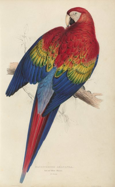 Illustrations of the Family of Psittacidae, or Parrots, Plate 7 by Edward Lear